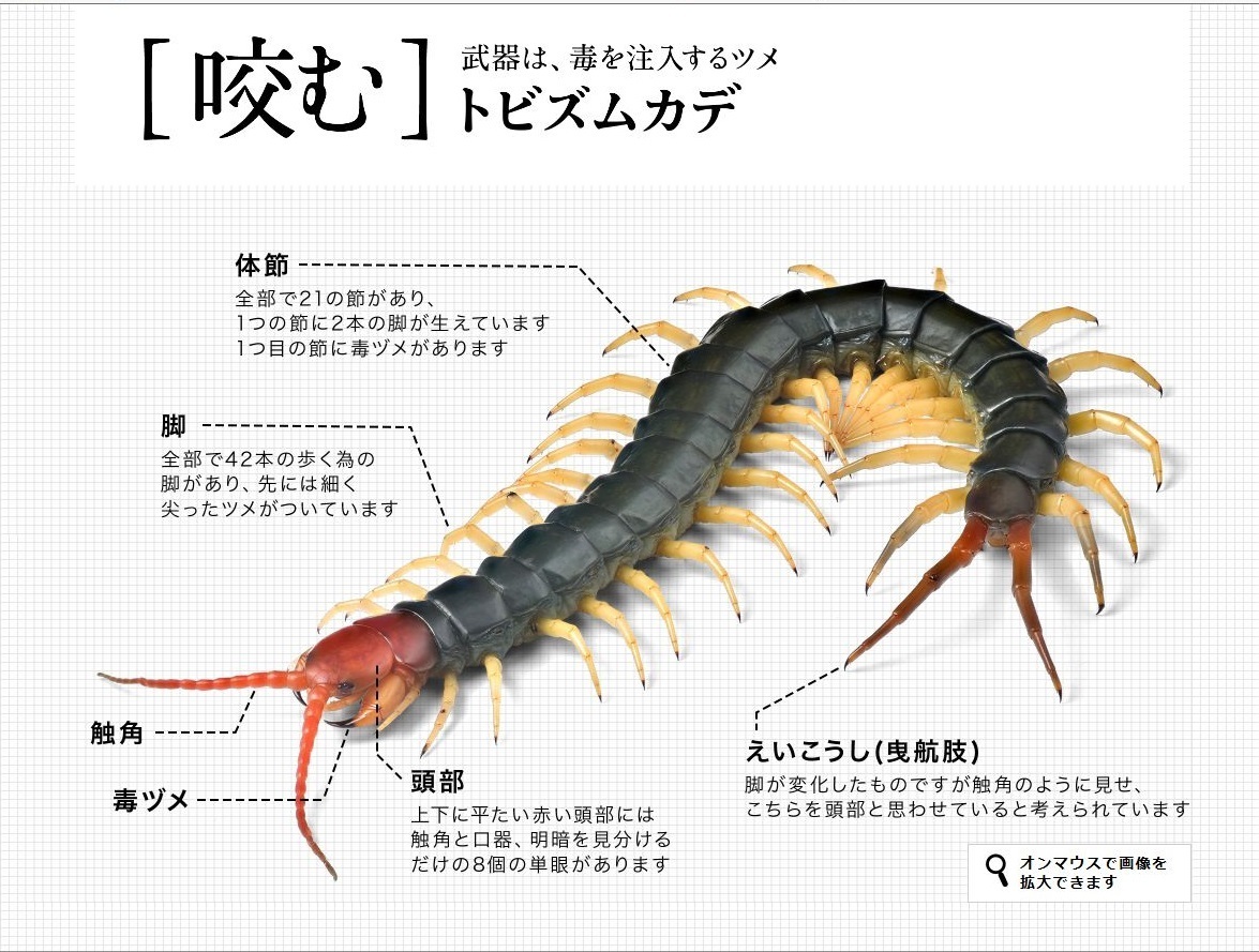 ムカデ対策用 かや ワンタッチ テント式を購入しました エミュなクラちゃん